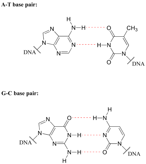 Base pairing in DNA is due to hydrogen bonding interactions on the paired nitrogenous groups on 2 complementary strands of DNA. This occurs in 2 specific places for the Adenine-Thymine base pair and in 3 specific places on the Guanine-Cytosine base pair. The structures are shown here and hydrogen bonding is indicated with dotted lines. In each instance a H attached to N (donor) is interacting with an O or N on the neighboring molecule (acceptor).