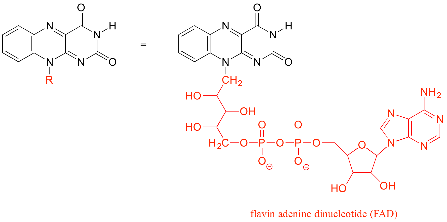 Example showing the entire structure of the very large molecule flavin adenine dinucleotide (FAD) and, beside it, the flavin portion of the molecule with R used in place of the rest of the structure.
