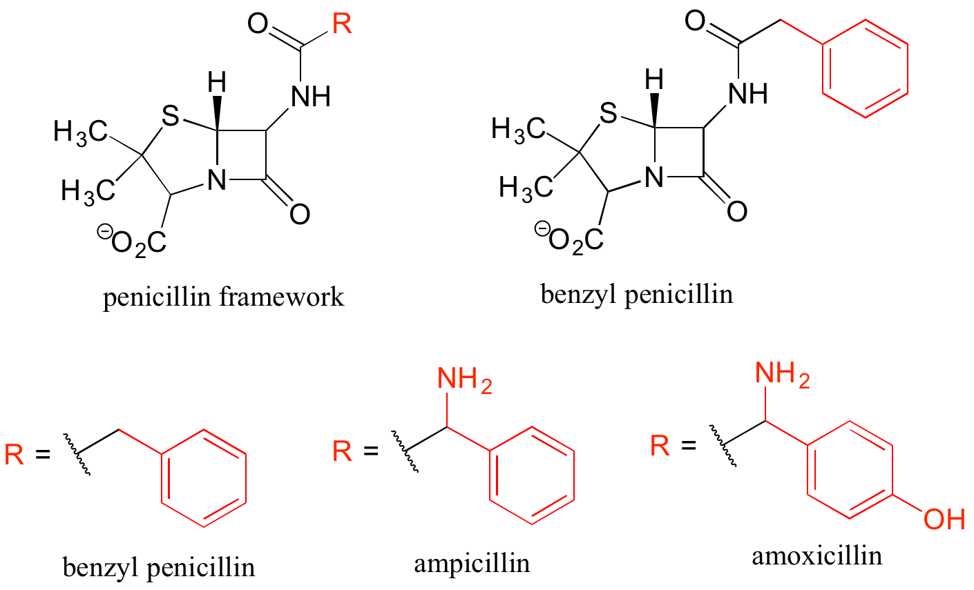 Line-bond structures of (a) the penicillin framework held in common by all members of this family, with R placed in one position, and then specific drawings of the various structures which exist at R for benzyl penicillin, ampicillin, and amoxicillin. Each of these is shown with a break symbol where the R group would be attached to the penicillin framework.