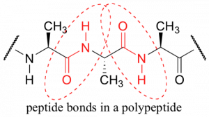 Structural formula showing 2 amide groups in a portion of some larger molecule (not entirely shown). The amide groups are in contrasting color and circled to point out their existence surrounded by carbon-based groups. In each of 2 amides shown here the carbonyl O points the opposite direction from the H on the amide nitrogen. This illustration is of 2 "peptide bonds" in a polypeptide (a small protein).