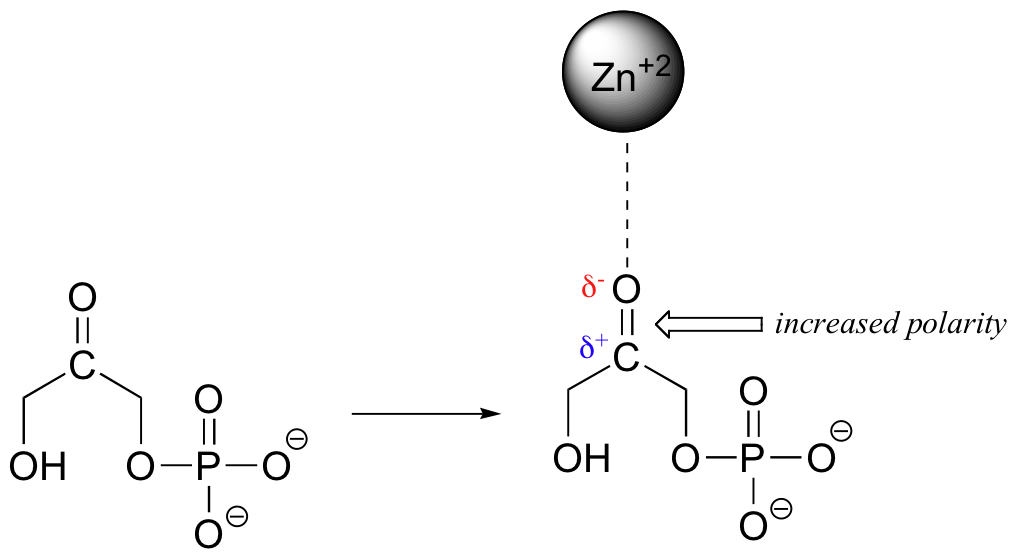 Image shows a small organic molecule containing a carbonyl interacting with a Zinc cation. The partial negative charge shown on the oxygen is in close proximity to the ion, and the attractive force indicated is indicated with a dotted line. The polarity of the carbonyl is increased due to this interaction with Zn2+, which withdraws electron density from the carbonyl carbon.