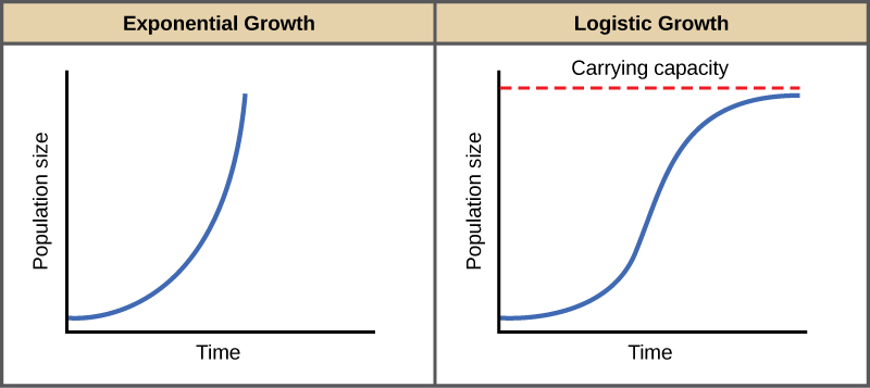 Both (a) and (b) graphs plot population size versus time. In graph (a), exponential growth results in a curve that gets increasingly steep, resulting in a J-shape. In graph (b), logistic growth results in a curve that gets increasingly steep, then levels off when the carrying capacity is reached, resulting in an S-shape.