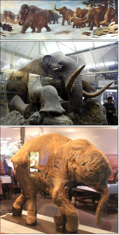 Image (a) shows a painting of mammoths walking in the snow. Photo (b) shows a stuffed mammoth sitting in a museum display case. Photo (c) shows a mummified baby mammoth, also in a display case.