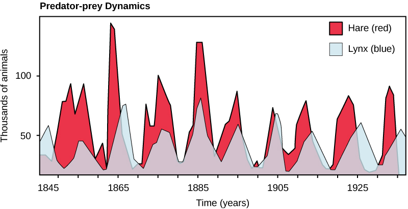 The x-axis shows time in years, and the y-axis shows population size in thousands of animals. The lynx population is represented in blue (shorter peaks), and the hare population is represented in red (taller peaks). Both populations increase and decrease in 10-year cycles, with changes in the lynx population lagging a few years behind that of hare.