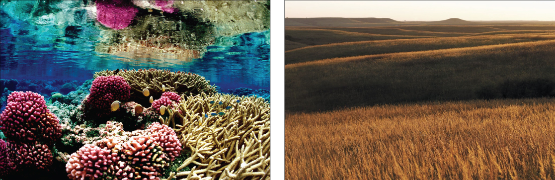 Photo on the left shows a coral reef. Some of the coral is lobe-shaped, with bumpy pink protrusions, and the other coral has long, slender beige branches. Fish swim among the coral. Photo on the right is a rolling prairie with nothing but tall brown grass as far as the eye can see.