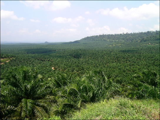 Photo shows rolling hills covered with short, bushy oil palm trees.