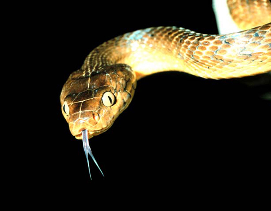 Photo shows a snake mottled brown and tan, with a forked tongue sticking out of its mouth.