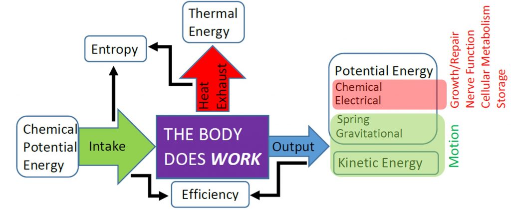 A box labeled "the body does work" has an arrow labeled "input" pointing inward from the left. The arrow starts from a box labeled "Chemical Potential Energy." An arrow labeled "output" points outward from the body box to the right and toward a pair of boxes labeled "Potential Energy" and "Kinetic Energy." The potential energy box contains the terms "chemical, electrical, spring, gravitational." The terms chemical and electrical are connected to the terms "growth/repair, nerve function, cellular metabolism, storage." The terms spring, gravitational, and kinetic energy are connected to the the term "motion." An arrow labeled "heat" points outward and upward from the top of the central "work" box and toward a box labeled "thermal energy." Small, thin arrows connect the output and input arrows to the word "efficiency," and separately the input and heat arrows to the word "entropy."