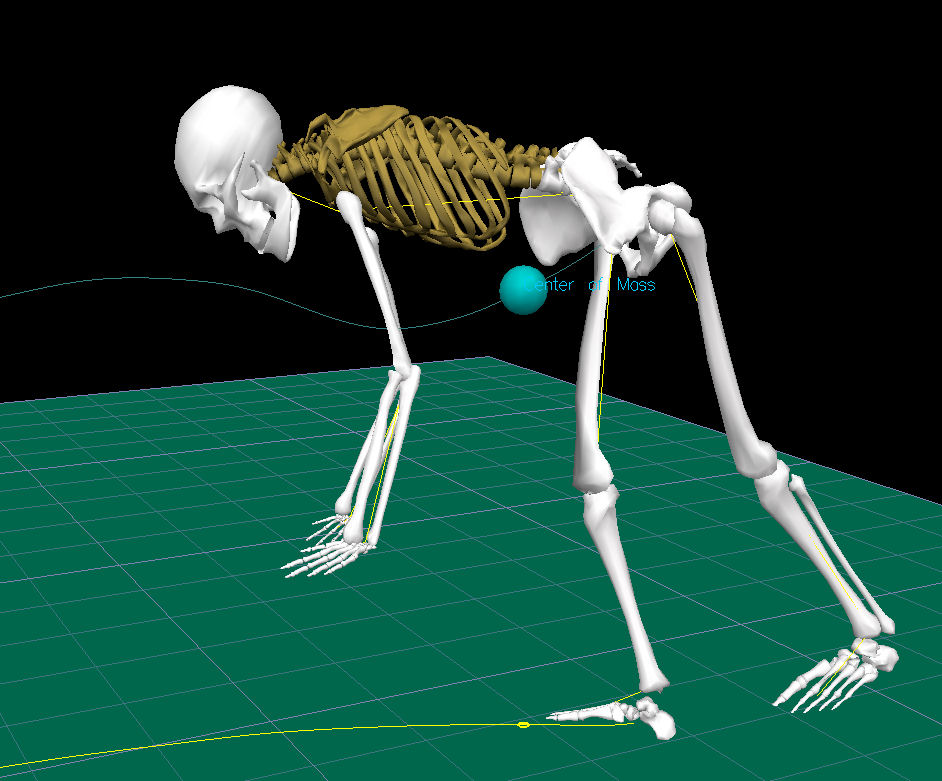 Computer generated graphic of a human skeleton captured from a computer simulation of a person moving. The person is bending at the waist with arms hanging down toward the floor. The center of mass is indicated by a dot slightly outside and in front of the body at waist level.