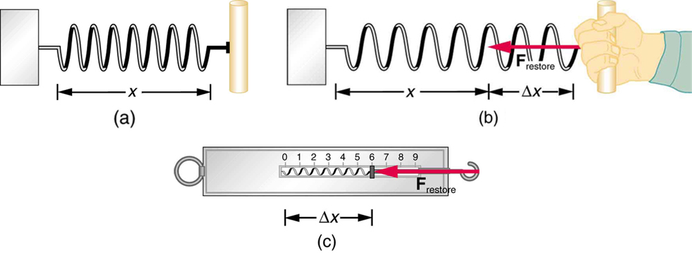 Figure a shows an undisturbed string of length x. Figure b shows the spring stretched by a distance delta x and a force F restore acting in the opposite direction. Figure c shows a spring scale. A hook attached to a spring is pulled in one direction. There are markings on the scale to show how much the spring has been stretched.