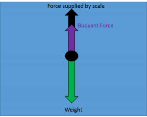 Arrows emerge upward and downward from dot. An arrow labeled "weight" points downward. An arrow labeled buoyant force points upward and a smaller arrow labeled "force supplied by scale" is added to the end of the buoyant force arrow. The combined length of the upward arrows is equal to the length of the downward weight arrow.