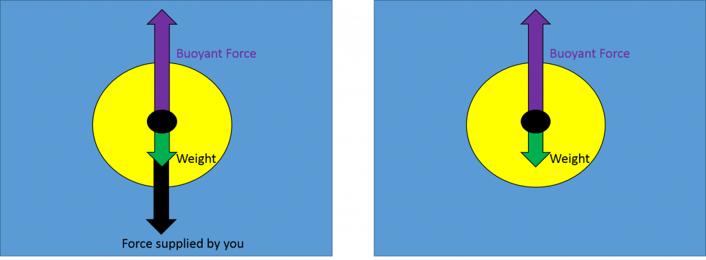 The diagram on the left shows a long arrow labeled "buoyant force" pointing upward from the center of the ball. An arrow labeled "weight" points downward along with a second downward arrow labeled "force supplied by you." The combined lengths of the downward arrows equals the length of the upward arrow. The arrow representing "force supplied by you" has been removed from the diagram on the right, the length of the upward buoyant force arrow is much longer than the length of the downward weight arrow.