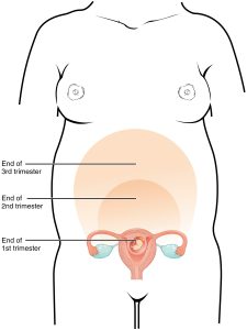 presentation pregnancy and birth