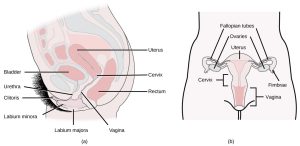 Vulva Structures