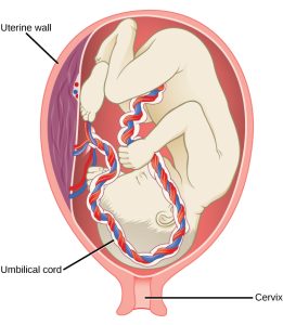 presentation pregnancy and birth