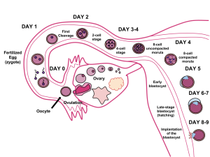 presentation pregnancy and birth