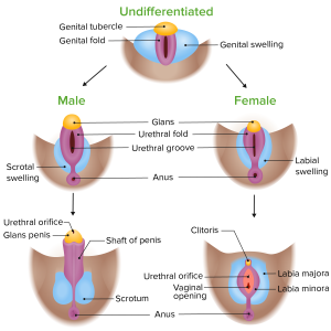 Chapter 4 Sex Differentiation Anatomy and Physiology