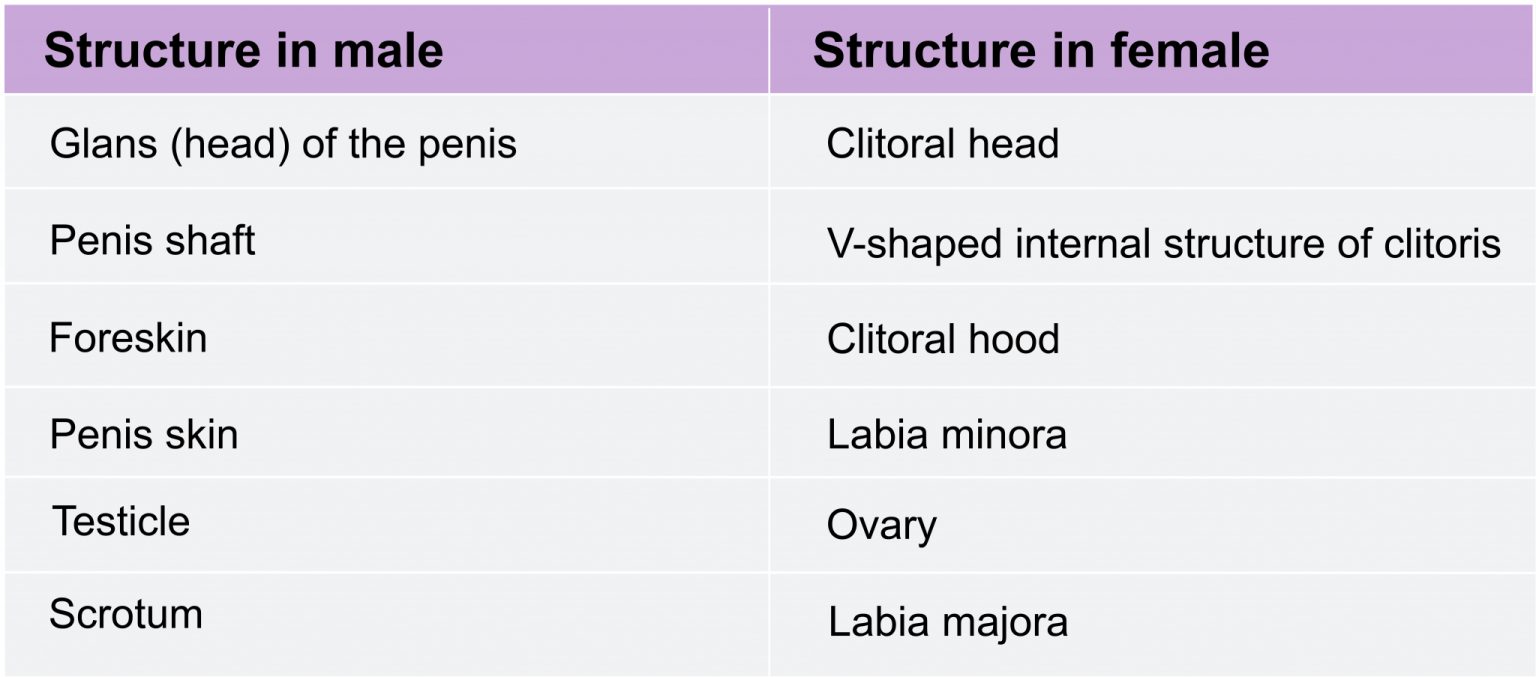 Chapter 4 Sex Differentiation Anatomy And Physiology Introduction To Human Sexuality 