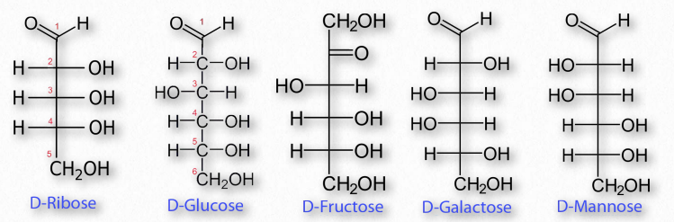 Carbohydrate Structure and Function