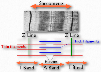 Smooth muscle - Wikipedia