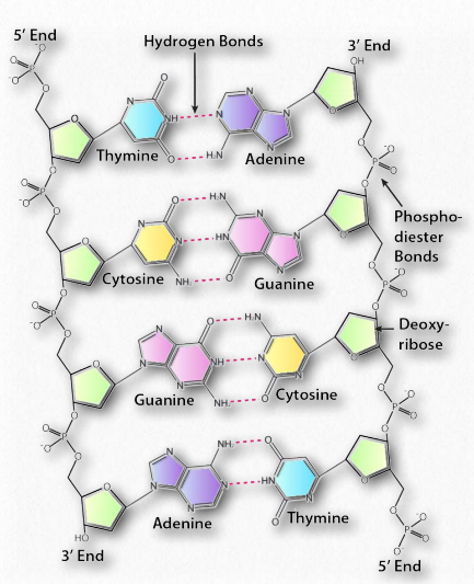 4.2: Structure and Function – Nucleic Acids – Introductory Biochemistry