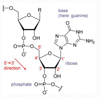 chemical structure of nucleic acids