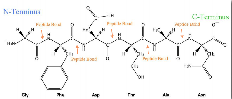 Common Structure Of Polypeptide Download Scientific Diagram