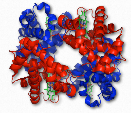 protein primary secondary tertiary and quaternary structure