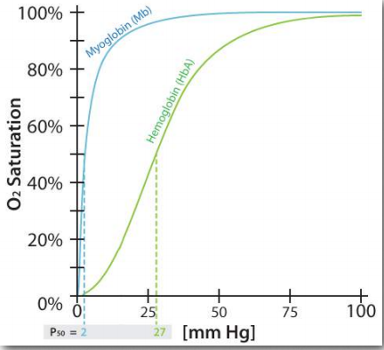 Hemoglobin & Myoglobin: 4. Dissociation Curves - Biochemistry