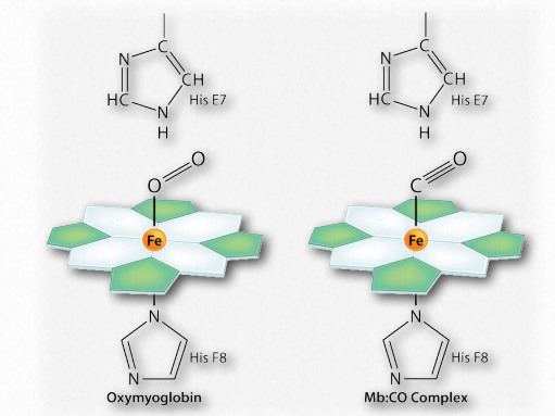 oxygen heme bound to hemoglobin