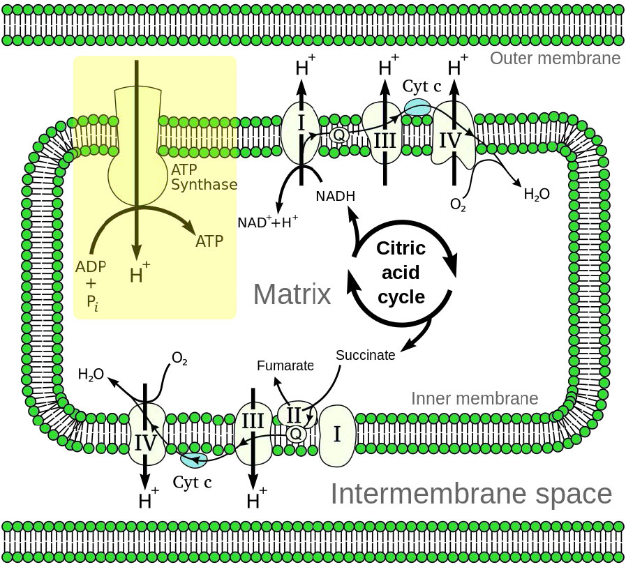 oxidative phosphorylation cycle