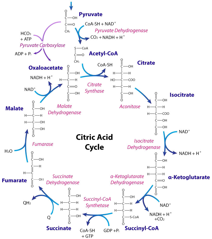 5-3-the-citric-acid-cycle-introductory-biochemistry