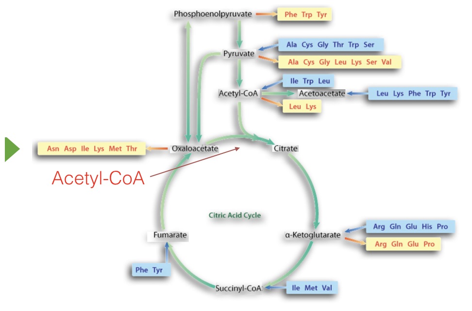 5-3-the-citric-acid-cycle-introductory-biochemistry