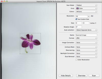 Image showing a flower in scanner interface preview. A dotted-line square surrounds the flower indicating the area that will be scanned.