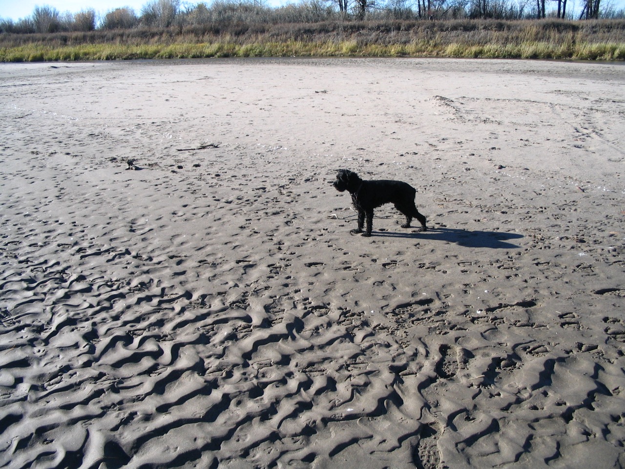 Image shows sand ripples along the South Saskatchewan River, near Saskatoon SK (dog for scale).