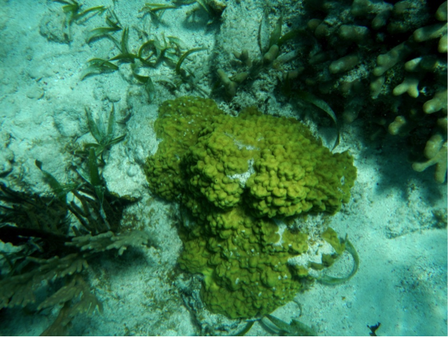 Image of various corals and green algae on a reef at Ambergis, Belize. The light-coloured sand consists of carbonate fragments eroded from the reef organisms. 