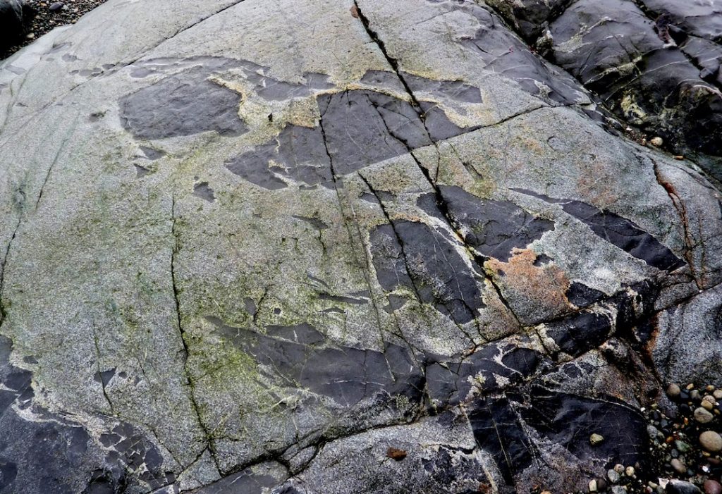 Image shows Xenoliths of mafic rock in granite, Victoria, B.C. The fragments of dark rock have been broken off and incorporated into the light-coloured granite.