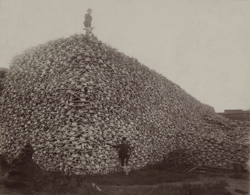 Photograph from the mid-1870s of a pile of American bison skulls waiting to be ground for fertilizer