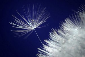 magnified photo of a water crop in a dandelion seed