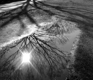 black and white photograph (by Yuma Hori) of a tree reflected in a street puddle