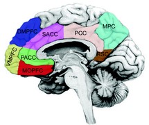 Brain scan of the cortical midline structures of the brain with each area highlighted in different colors.