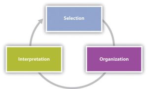 Circular graphic showing the three aspects of the process of perception; selection, organization, and interpretation