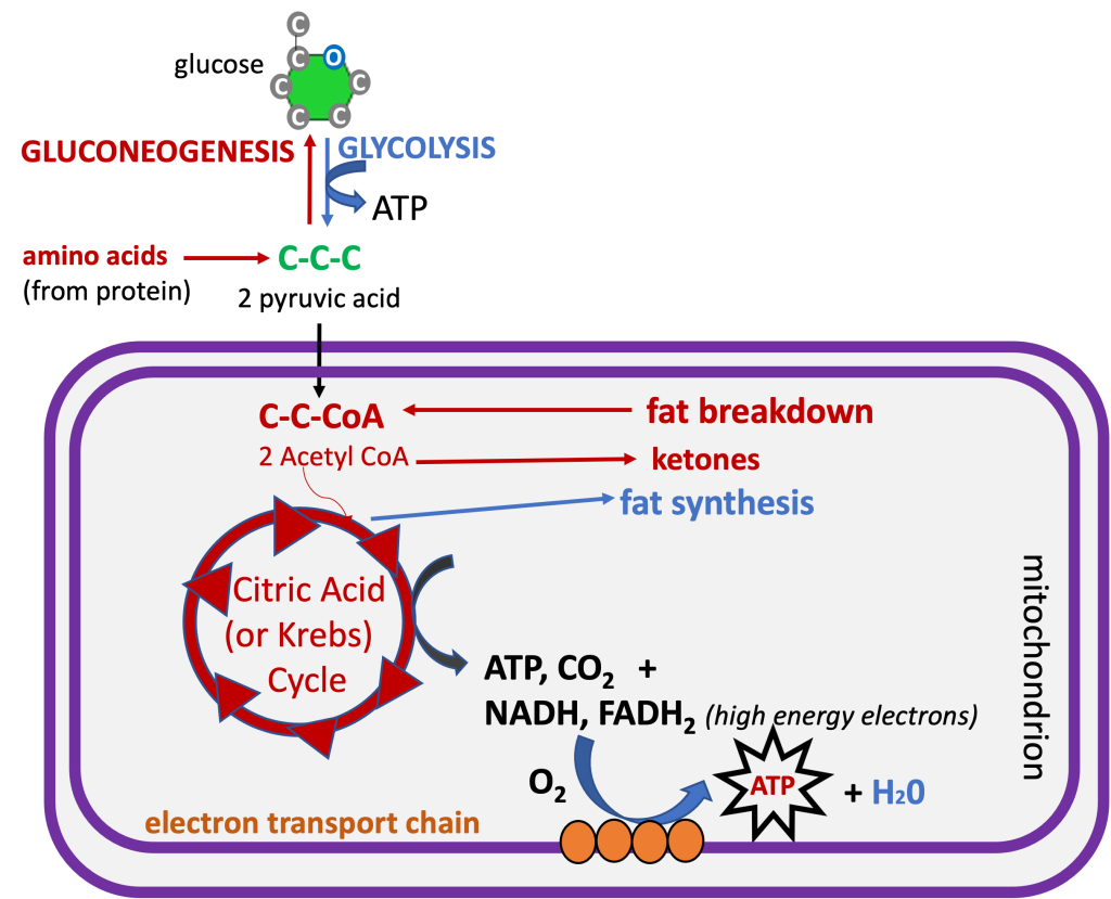 Schematic showing an overview of glucose metabolism in the fed state, when there is adequate glucose available. Glucose can be used to generate ATP for energy (going through glycolysis, Krebs cycle, and the electron transport chain), or it can be stored in the form of glycogen or converted to fat for storage in adipose tissue.
