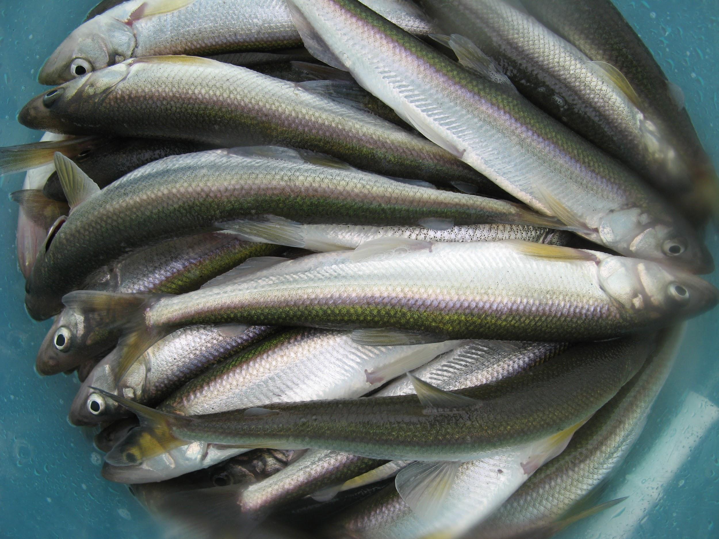 A photo of approximately a dozen eulachon smelt in a bucket. Eulachon smelt are small, silvery-blue fish.