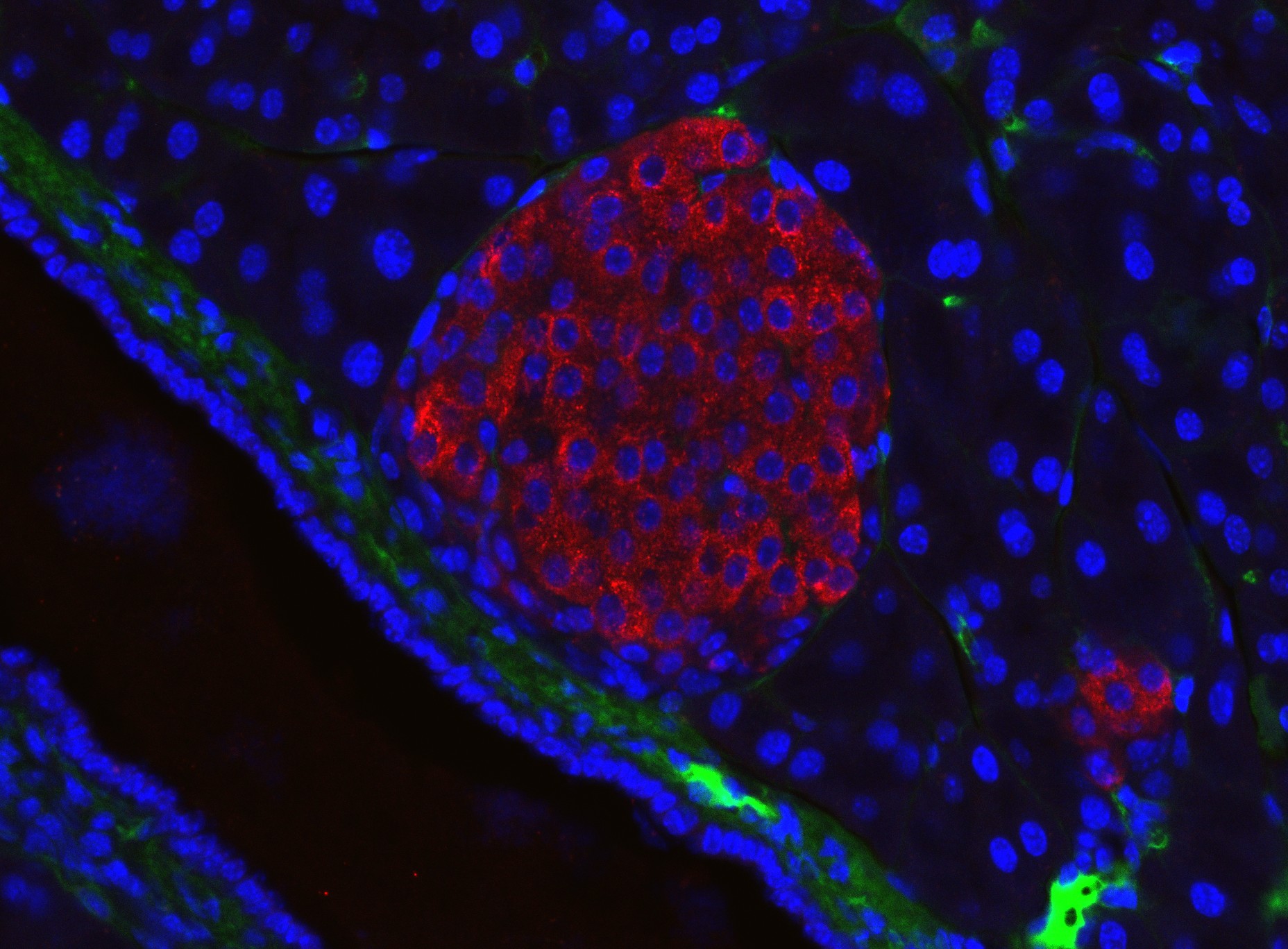 A mouse pancreatic islet is seen as a cluster of cells, sitting next to a blood vessel. Cell nuclei both inside and outside the islet are stained blue so are seen as circular shapes throughout the pancreatic section. Insulin is stained red so makes the entire islet appear red. Blood vessels are stained green.