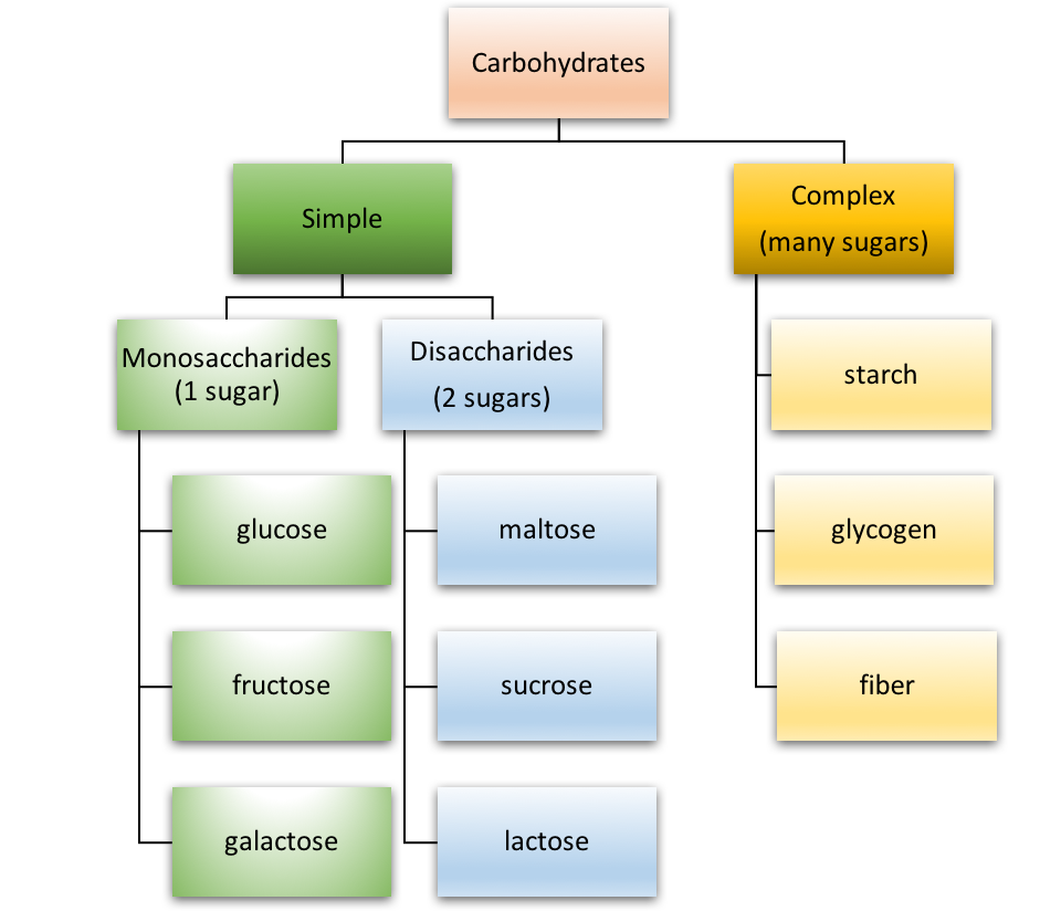 The figure outlines the major types of carbohydrates, organized as simple and complex. Under simple carbohydrates, the 3 monosaccharides (glucose, fructose, and galactose) and 3 disaccharides (maltose, sucrose, lactose) are listed. Under complex carbohydrates, starch, glycogen, and fiber are listed.