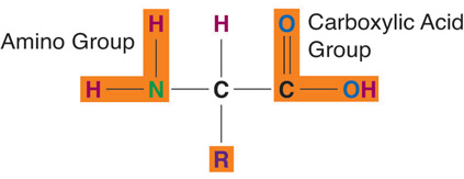 Amino acids contain four elements. The arrangement of elements around the carbon center is the same for all amino acids. Only the side chain (R) differs. Each amino acid consists of a central carbon atom connected to a side chain, a hydrogen, a nitrogen-containing amino group, a carboxylic acid group.