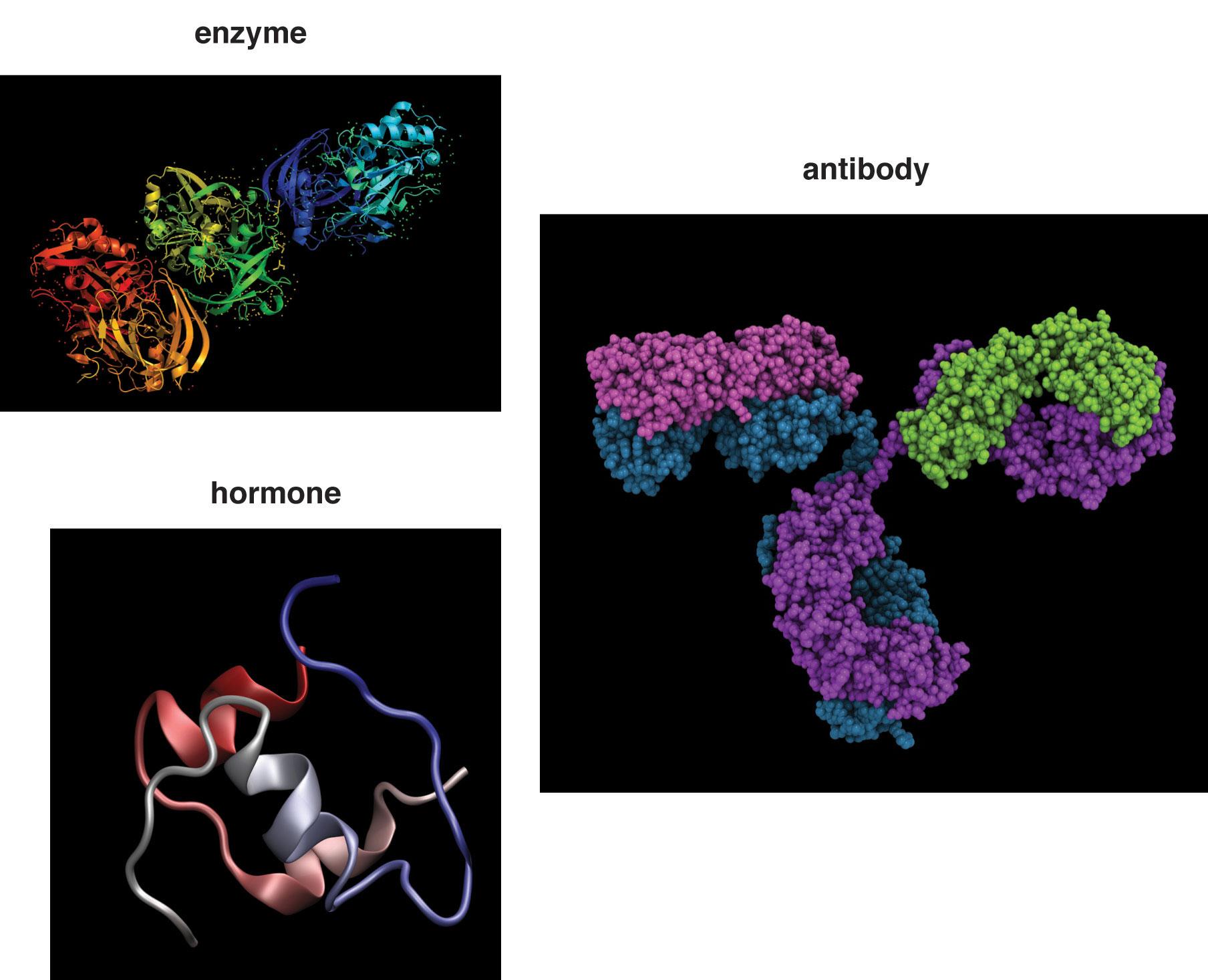 Three different proteins are shown to illustrate the different shapes of proteins. Enzymes which have 5 different colors of amino acid strands to form the linear shape of this protein. A hormone which is more simple in structure with 3 different colors of amino acid strands joining together to form this globular protein and antibodies which is the most complex with 4 different colors of amino acid strands coming together to form a 3-dimensional y-shaped structure.