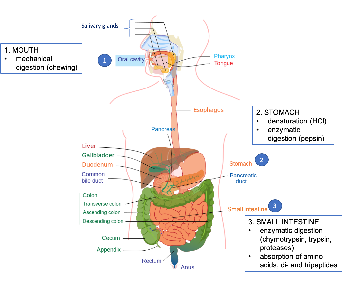 The figure shows a drawing of the digestive system, with organs labeled. Major sites of digestion of protein are highlighted, including mouth (mechanical digestion, chewing), stomach (denaturation by HCl and enzymatic digestion by pepsin), and small intestine (enzymatic digestion by chymotrypsin, trypsin, and proteases, and absorption of amino acids and di and tripeptides).