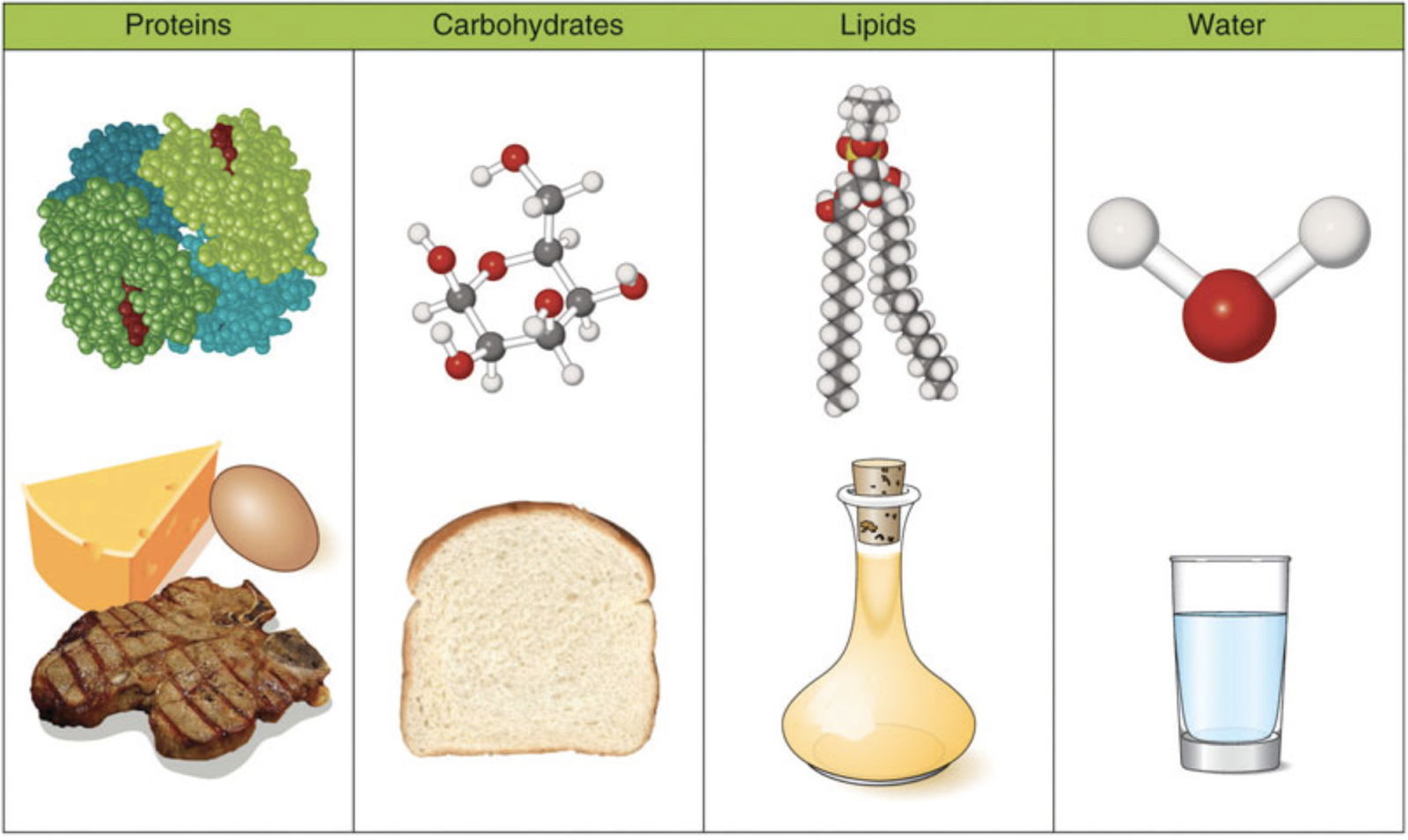 This image shows the chemical structure of each macronutrient along with typical food sources. Cheese, eggs and meat are shown for protein, bread for carbohydrates, oil for lipids and a glass of water for water.